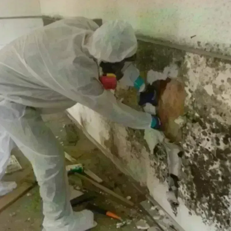 Mold Remediation and Removal in Buena Vista, CA